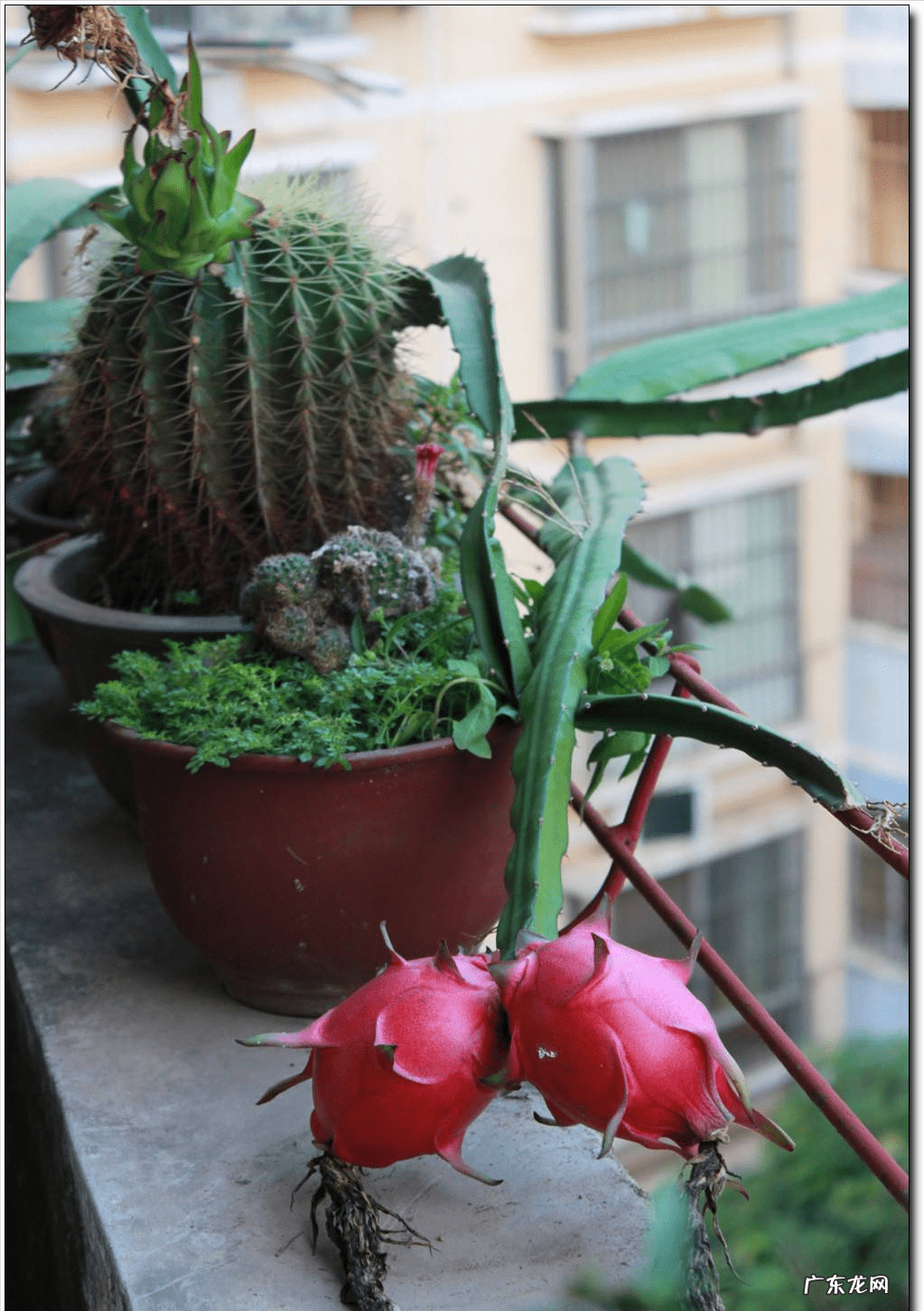嘉宝果风水作用 嘉宝果的风水