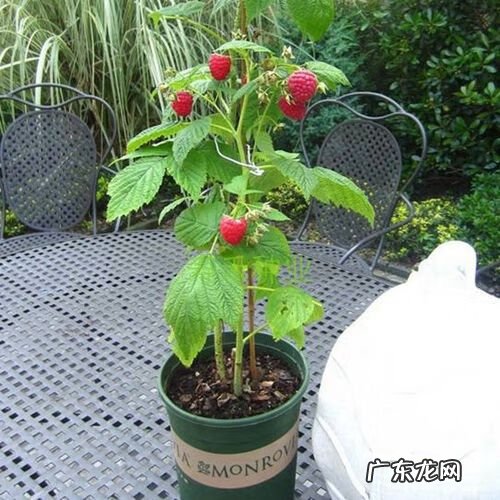 嘉宝果风水作用 嘉宝果的风水