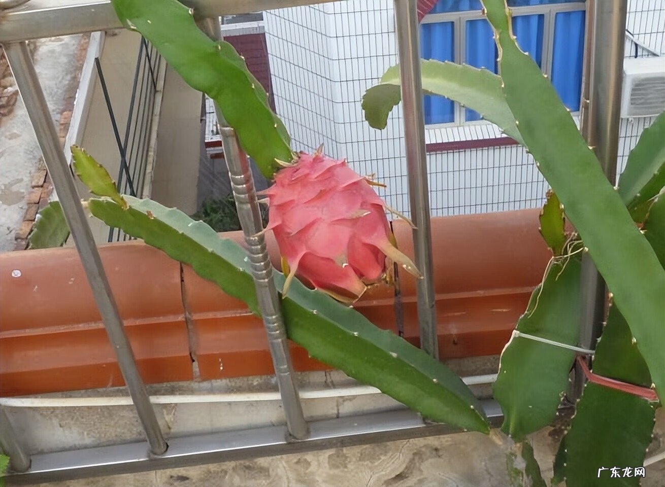 嘉宝果风水作用 嘉宝果的风水