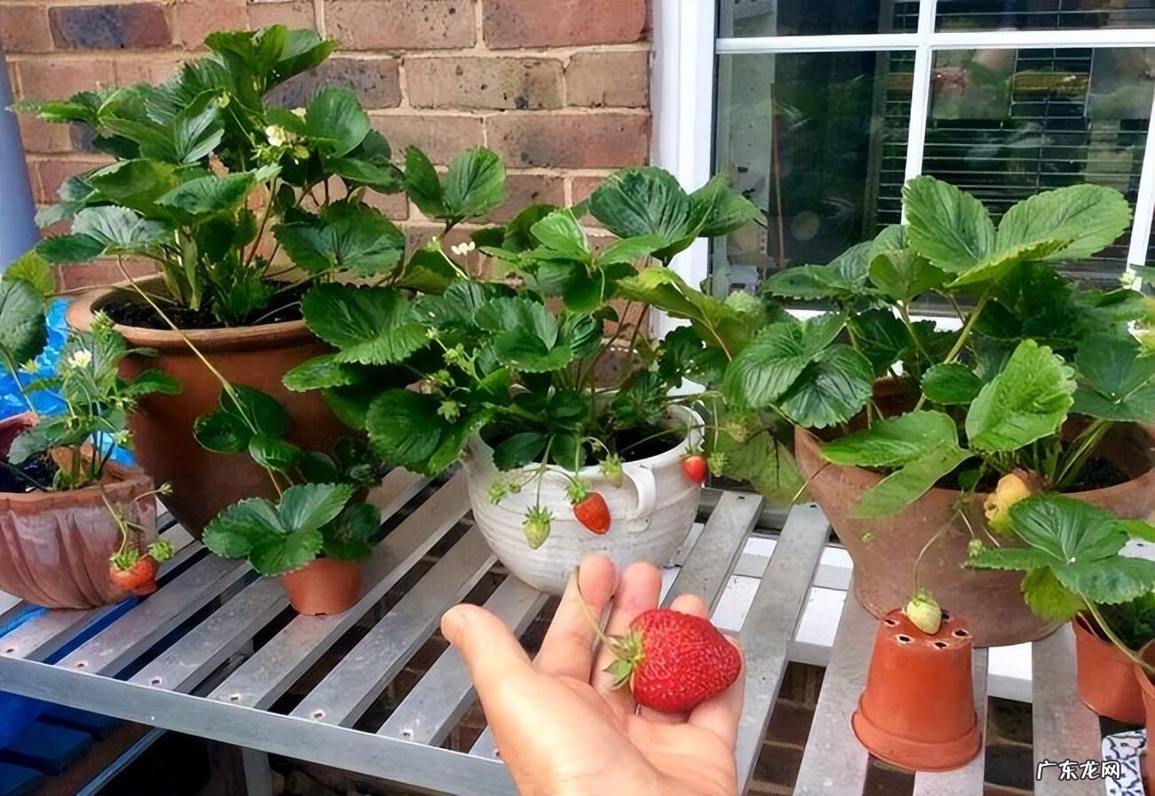 嘉宝果风水作用 嘉宝果的风水