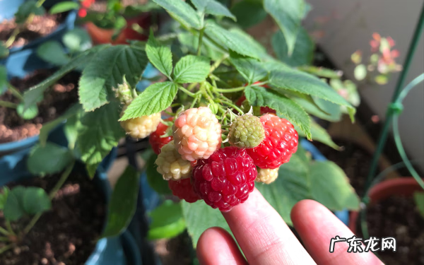 嘉宝果风水作用 嘉宝果的风水