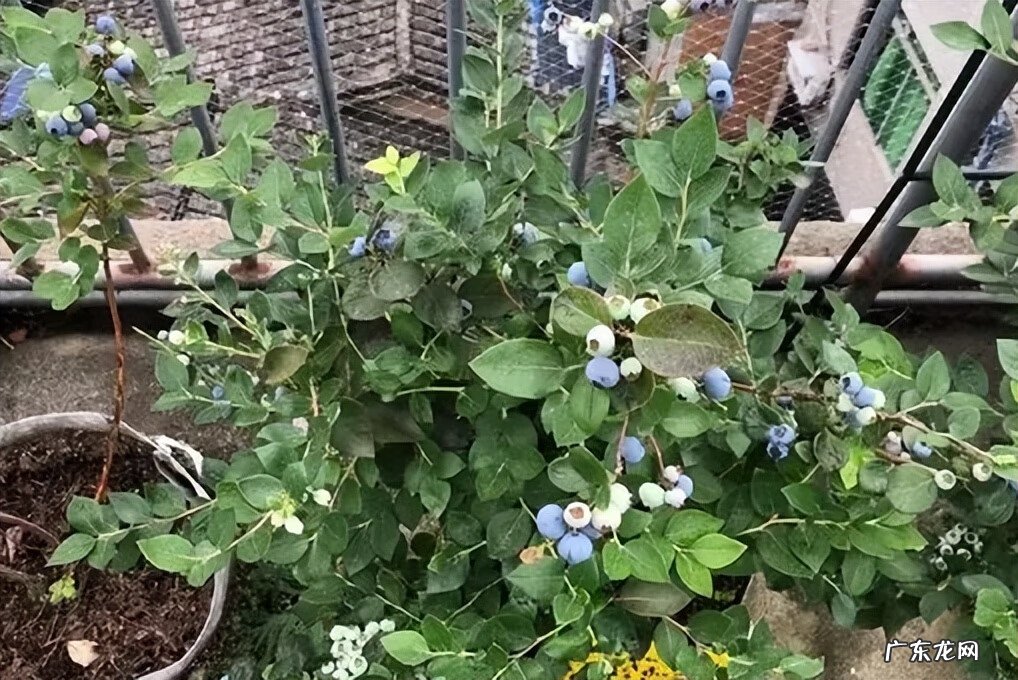 嘉宝果风水作用 嘉宝果的风水