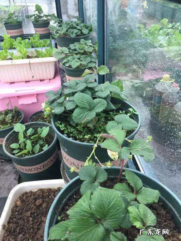 嘉宝果风水作用 嘉宝果的风水