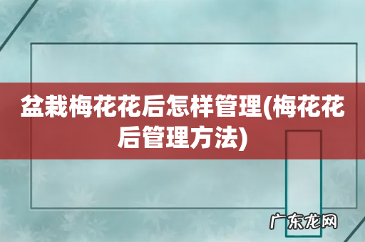 梅花花后管理方法 盆栽梅花花后怎样管理