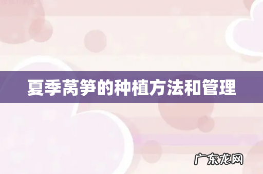 夏季莴笋的种植方法和管理