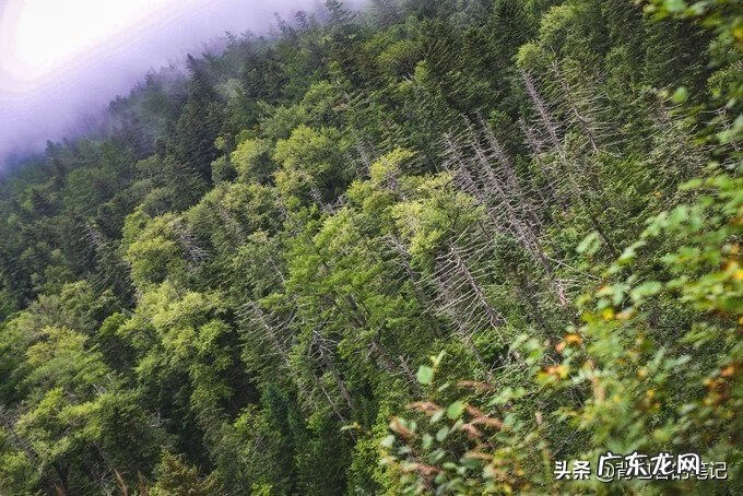 雾里看风景的说说 起雾的地方风水