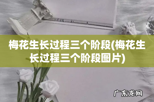 梅花生长过程三个阶段图片 梅花生长过程三个阶段