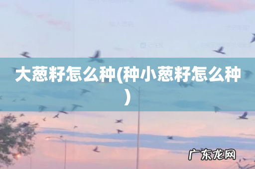 种小葱籽怎么种 大葱籽怎么种