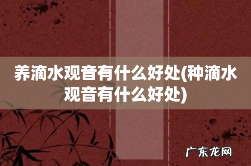 种滴水观音有什么好处 养滴水观音有什么好处