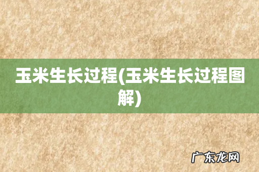 玉米生长过程图解 玉米生长过程