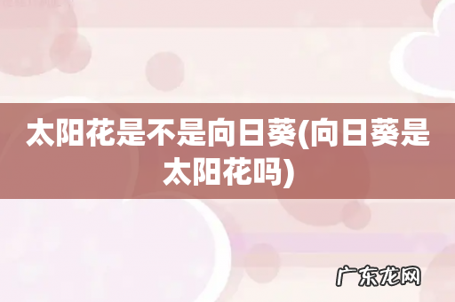 向日葵是太阳花吗 太阳花是不是向日葵