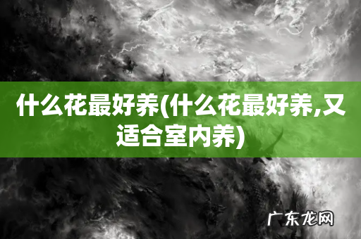 什么花最好养,又适合室内养 什么花最好养
