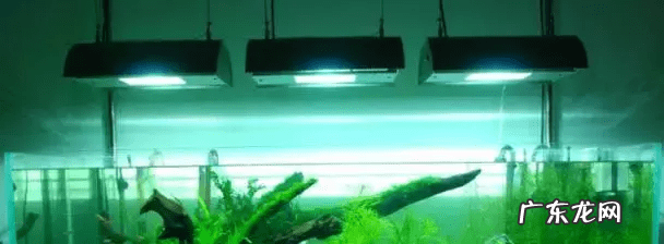 草缸影响风水吗 草缸讲究风水吗