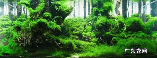 草缸影响风水吗 草缸讲究风水吗