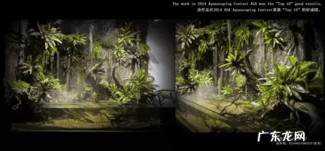 草缸影响风水吗 草缸讲究风水吗