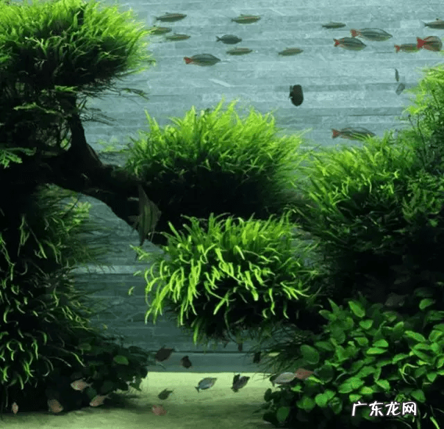 草缸影响风水吗 草缸讲究风水吗