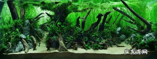 草缸影响风水吗 草缸讲究风水吗