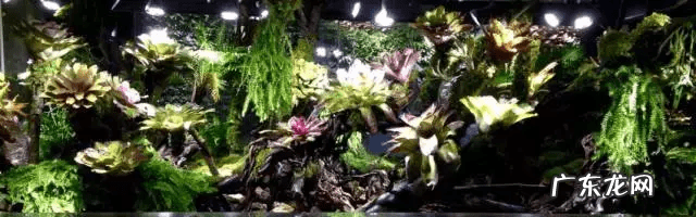 草缸影响风水吗 草缸讲究风水吗