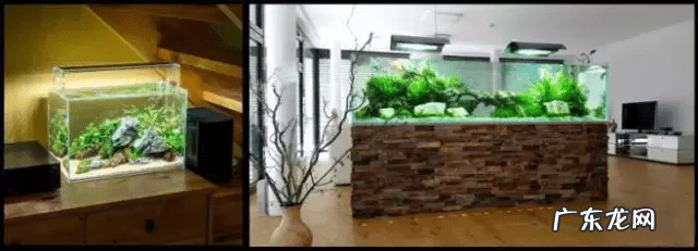 草缸影响风水吗 草缸讲究风水吗