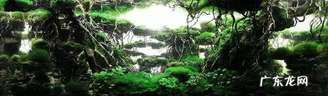 草缸影响风水吗 草缸讲究风水吗