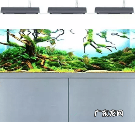 草缸影响风水吗 草缸讲究风水吗