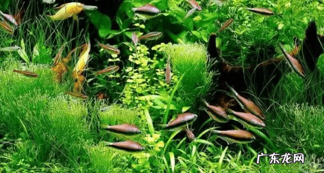 草缸影响风水吗 草缸讲究风水吗