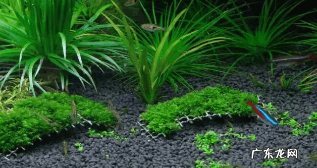 草缸影响风水吗 草缸讲究风水吗