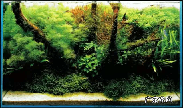 草缸影响风水吗 草缸讲究风水吗