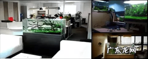 草缸影响风水吗 草缸讲究风水吗