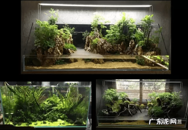 草缸影响风水吗 草缸讲究风水吗