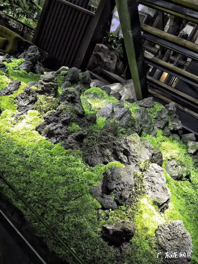 草缸影响风水吗 草缸讲究风水吗