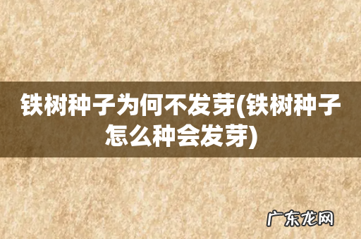 铁树种子怎么种会发芽 铁树种子为何不发芽