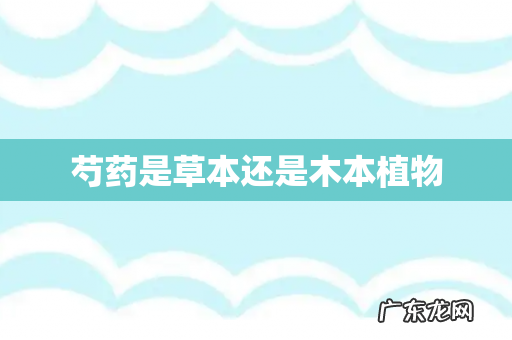 芍药是草本还是木本植物