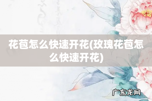 玫瑰花苞怎么快速开花 花苞怎么快速开花