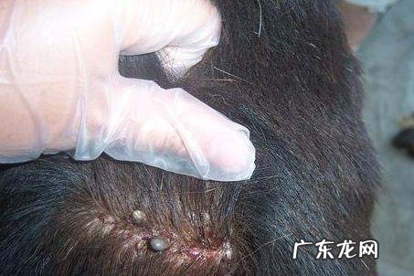 阴虱卵怎么有效清除 阴虱卵怎么消除