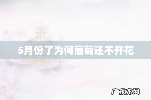 5月份了为何葡萄还不开花