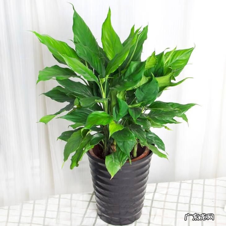 家居绿植摆放风水 公司绿植摆放风水