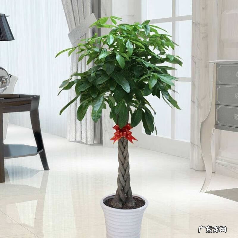 家居绿植摆放风水 公司绿植摆放风水