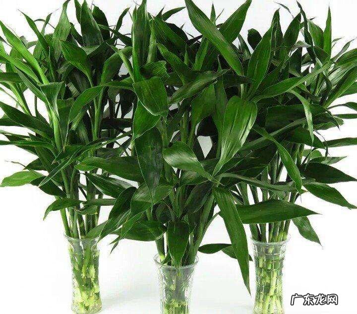 家居绿植摆放风水 公司绿植摆放风水