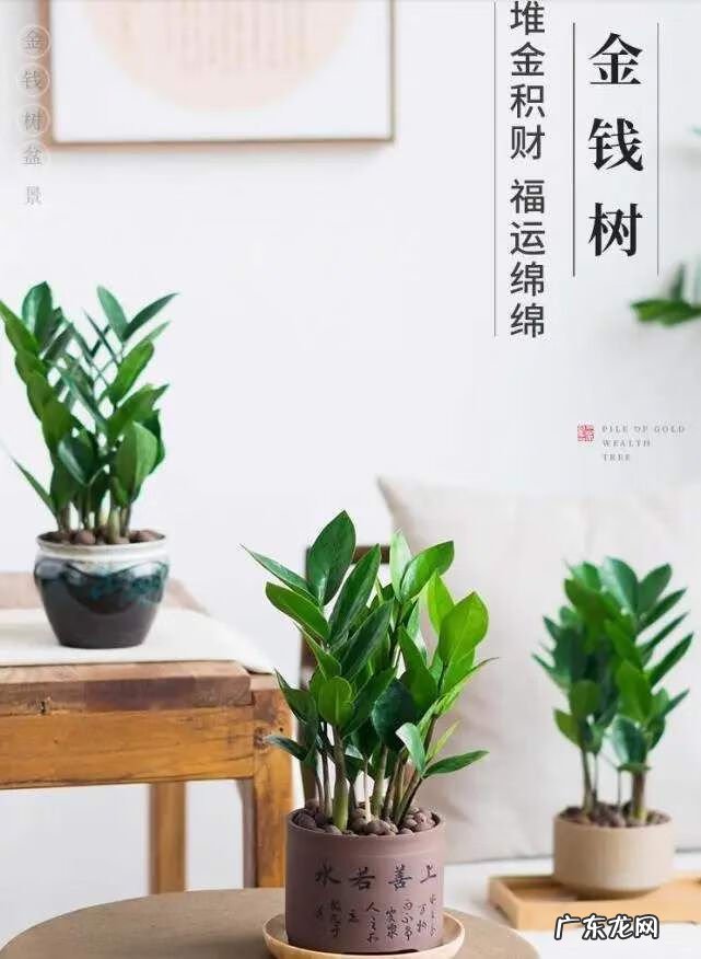 家居绿植摆放风水 公司绿植摆放风水