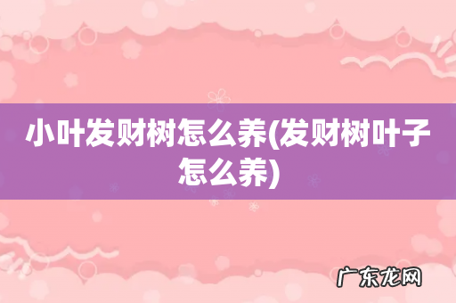 发财树叶子怎么养 小叶发财树怎么养