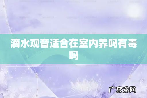 滴水观音适合在室内养吗有毒吗