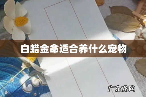 白蜡金命适合养什么宠物