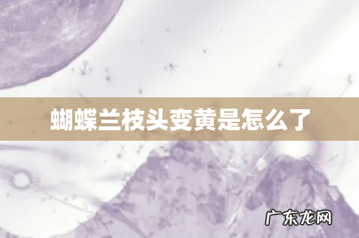 蝴蝶兰枝头变黄是怎么了