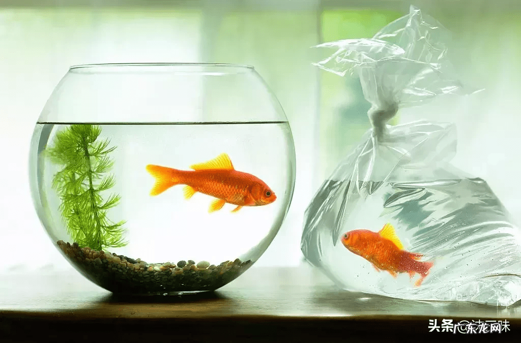 怎样会把开过光的物件破坏 开了光的风水物件会招邪魔吗