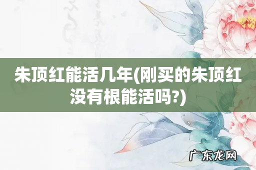 刚买的朱顶红没有根能活吗? 朱顶红能活几年