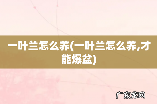 一叶兰怎么养,才能爆盆 一叶兰怎么养