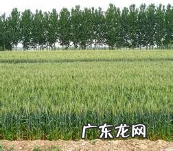 血钻野燕麦有副作用吗 血钻野燕麦的功效与用法