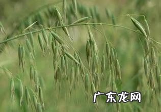 血钻野燕麦有副作用吗 血钻野燕麦的功效与用法