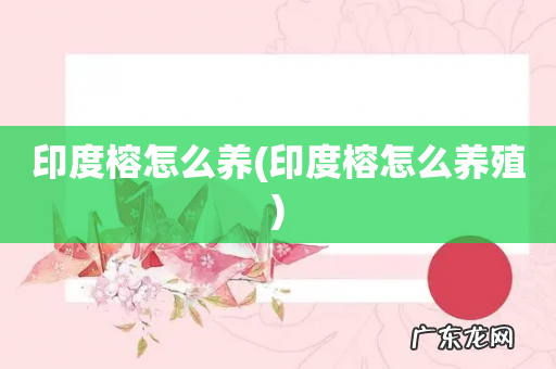 印度榕怎么养殖 印度榕怎么养